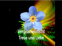 Vergissmeinnicht - Treue und Liebe